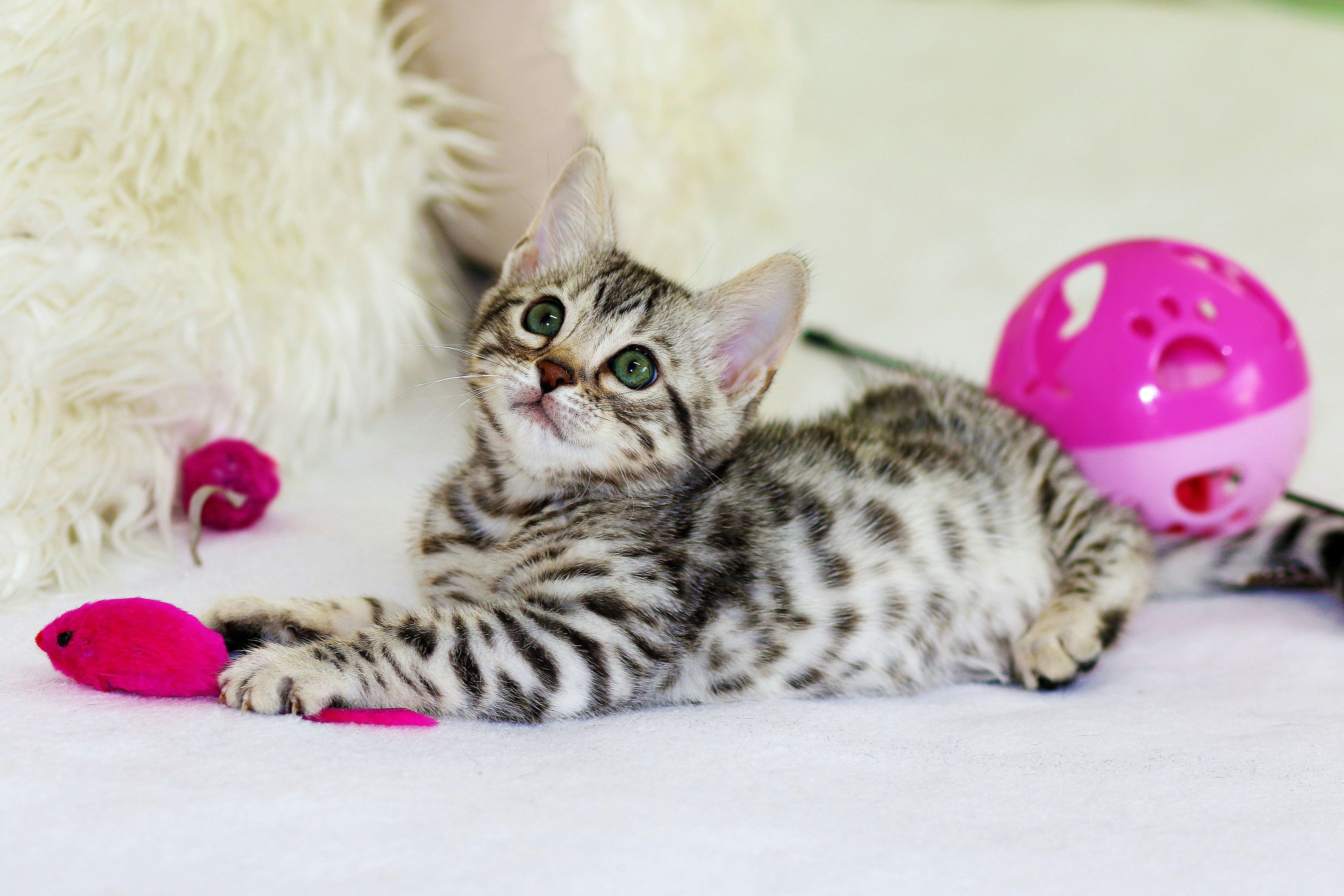 shop-wholesale-pet-products